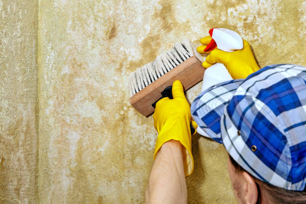 Best Attic Mold Removal  in Archbald, PA