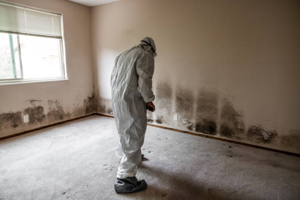 Archbald, PA Mold Inspection, Removal & Remediation Company